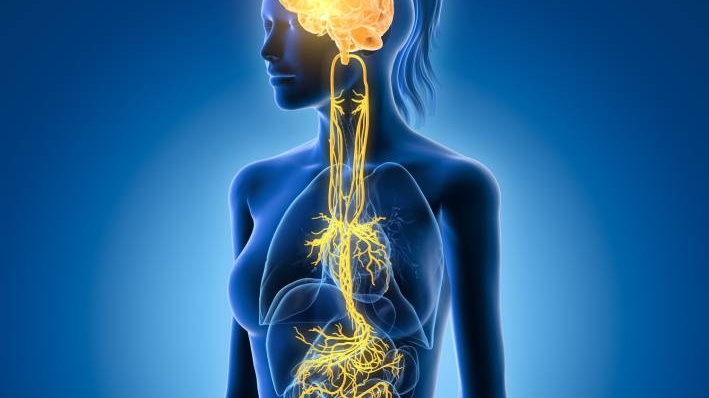 10 Cách Tự Nhiên Kích Thích Dây Thần Kinh Phế Vị: “Nút Reset” Của Cơ Thể Bạn